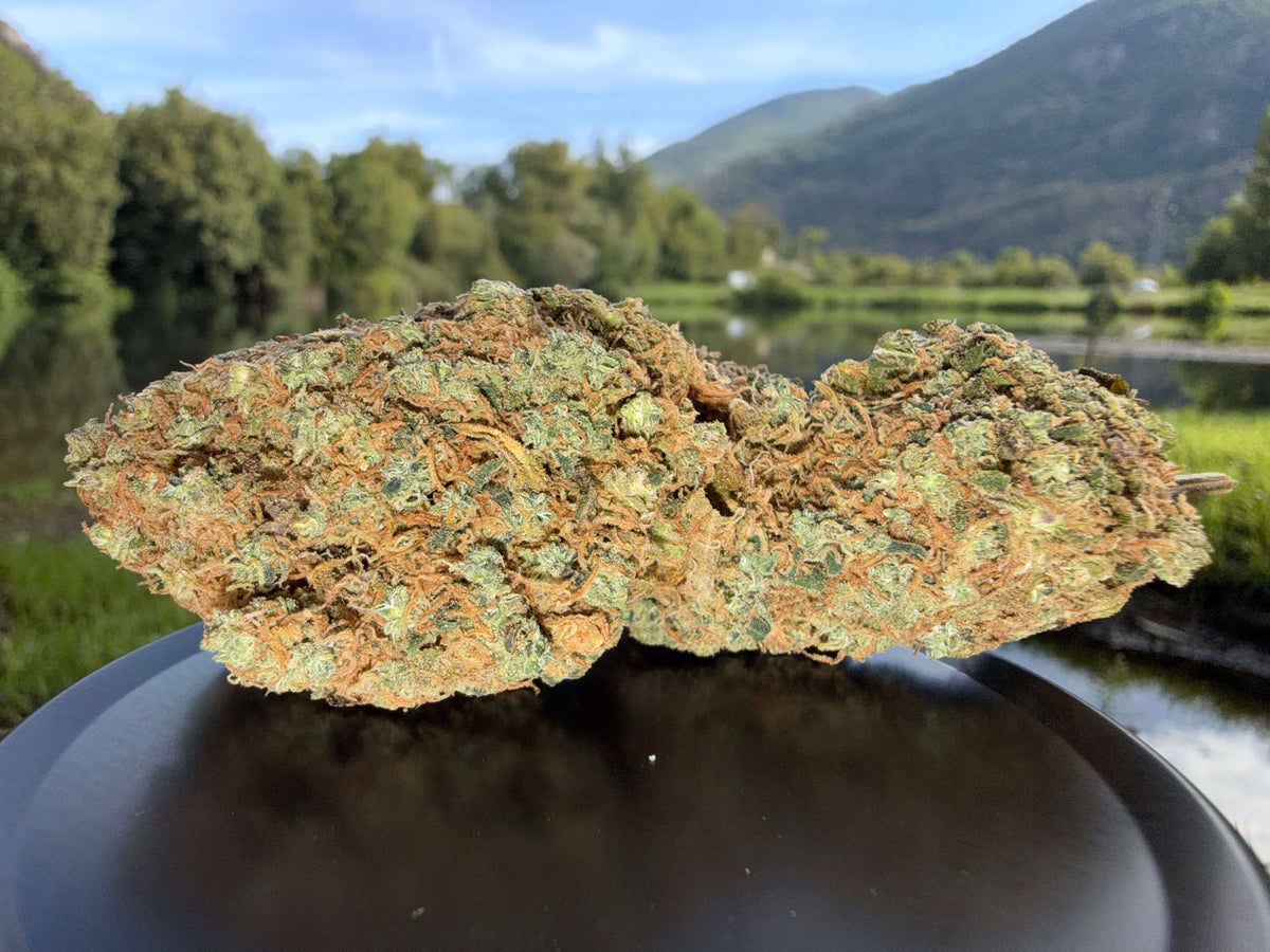 MASTER KUSH HYDRO CBD