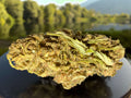 FLEUR GREENHOUSE CBD BUBBA KUSH