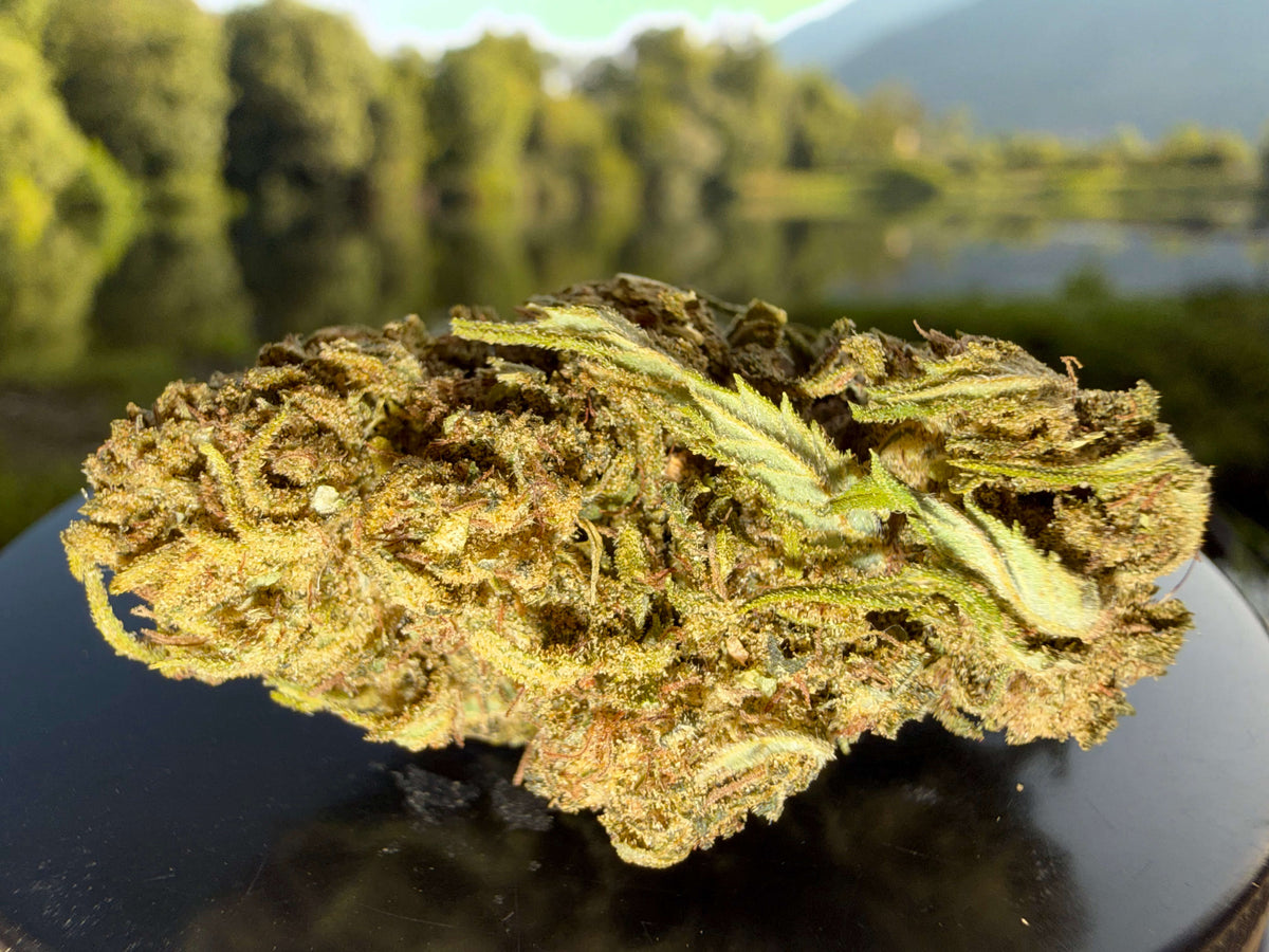FLEUR GREENHOUSE CBD BUBBA KUSH